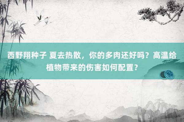 西野翔种子 夏去热散，你的多肉还好吗？高温给植物带来的伤害如何配置？